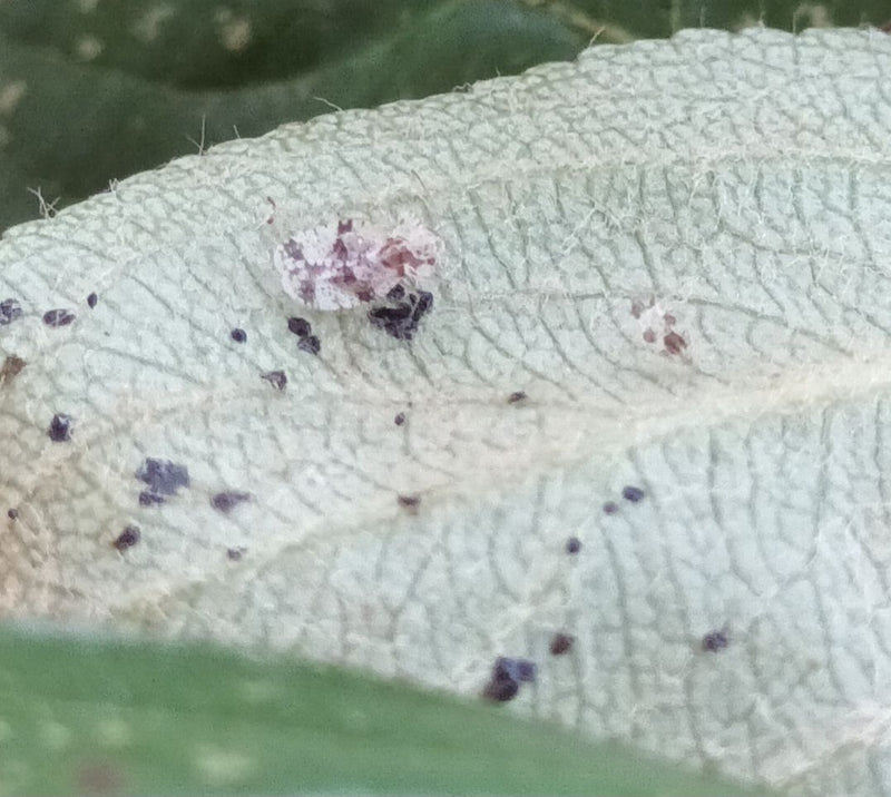 Corythucha-Netzwanze — Bild 2