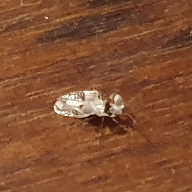 Corythucha-Netzwanze — Bild 3