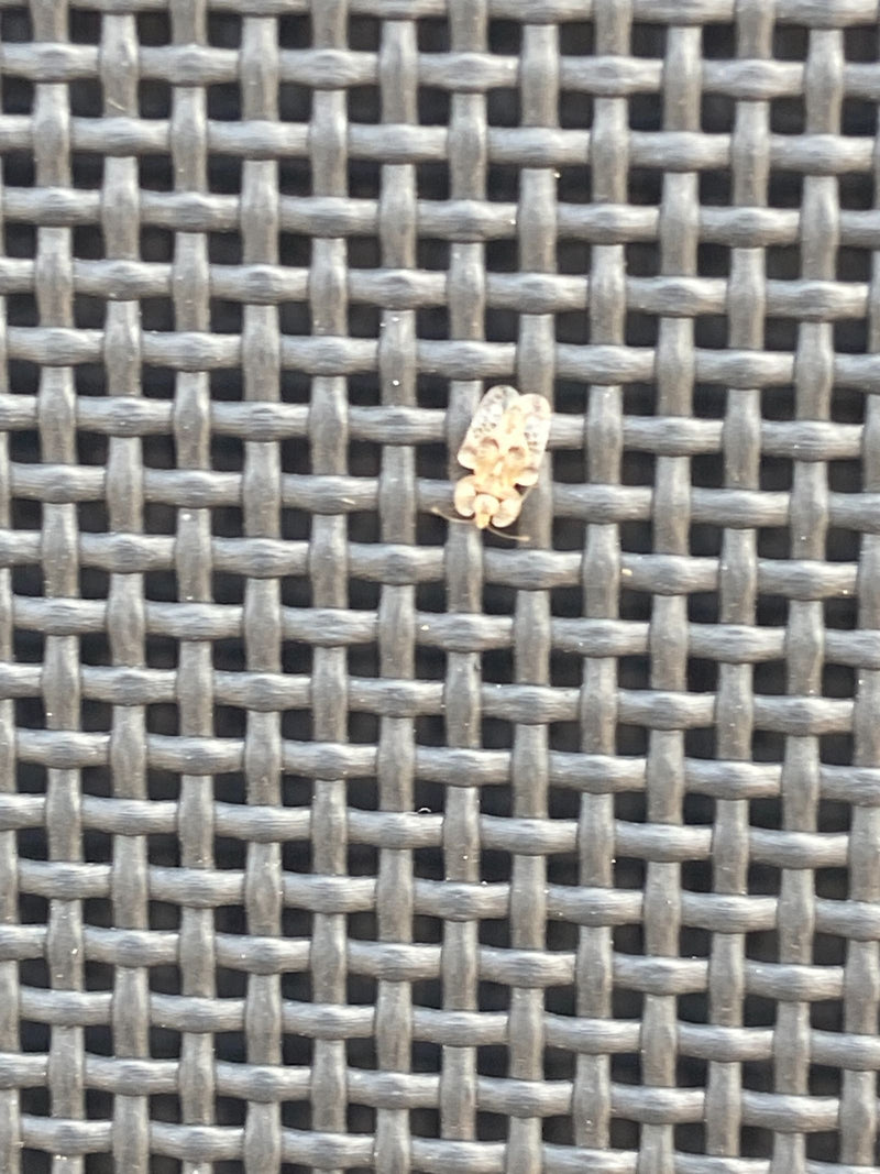 Corythucha-Netzwanze — Bild 1