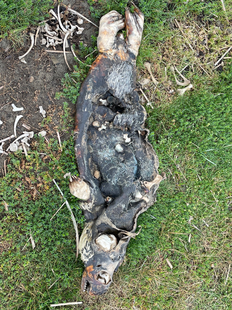 Neuseeländischer Seebär — Bild 1