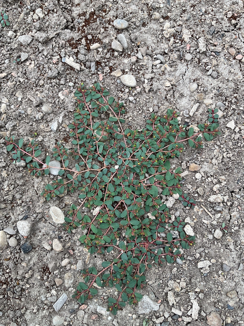 Niederliegende Wolfsmilch — Bild 1