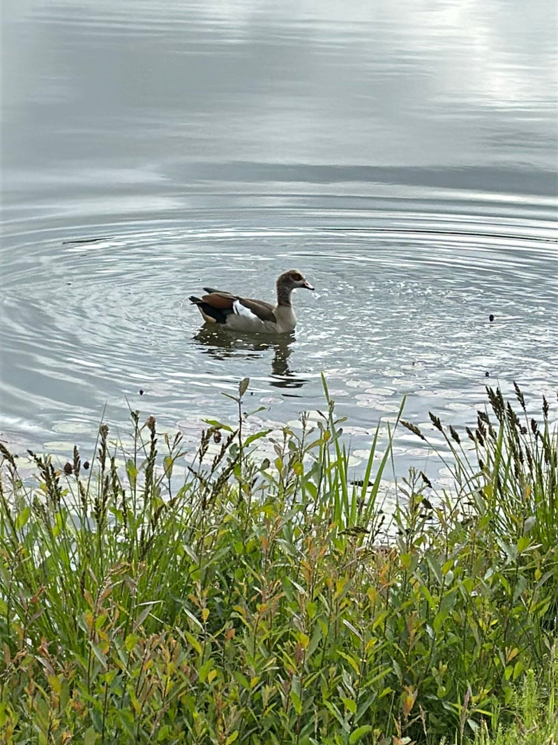 Nilgans — Bild 3