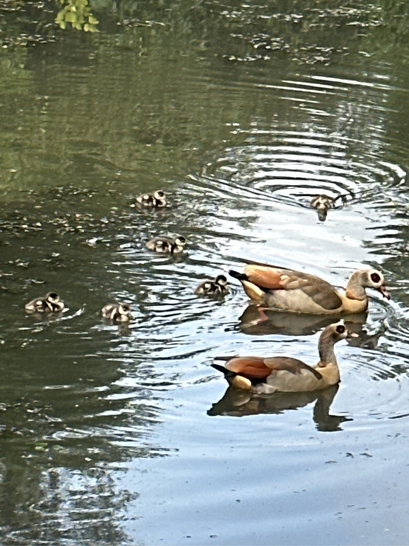 Nilgans — Bild 3