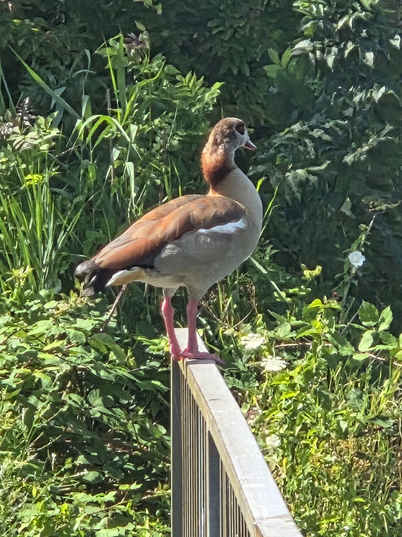 Nilgans — Bild 2