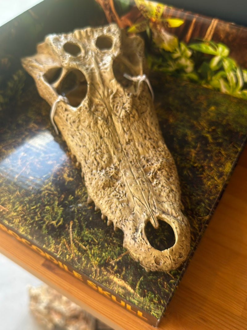 Nilkrokodil — Bild 2