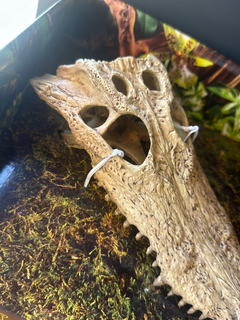 Nilkrokodil — Bild 1
