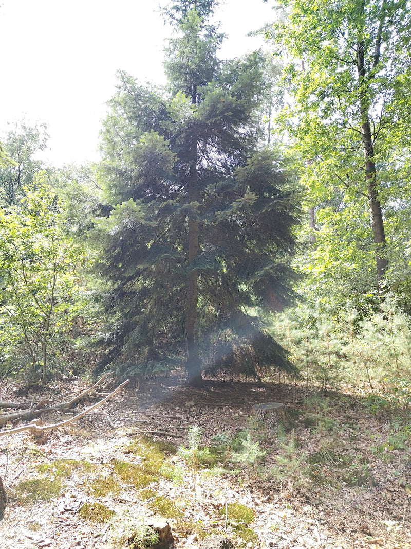 Nordmann-Tanne — Bild 1