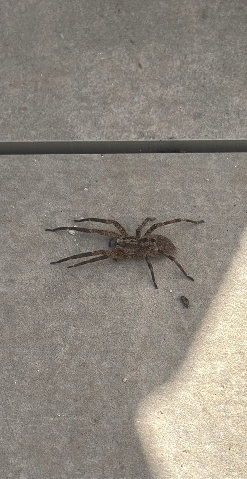 Nosferatu-Spinne — Bild 4