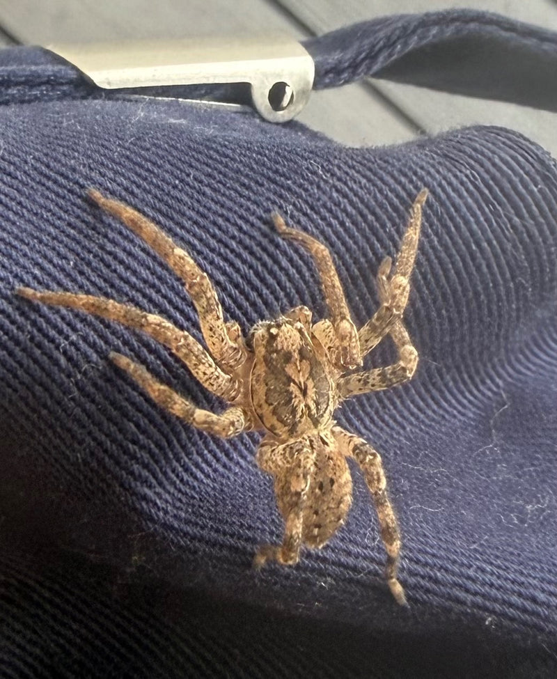 Nosferatu-Spinne — Bild 1