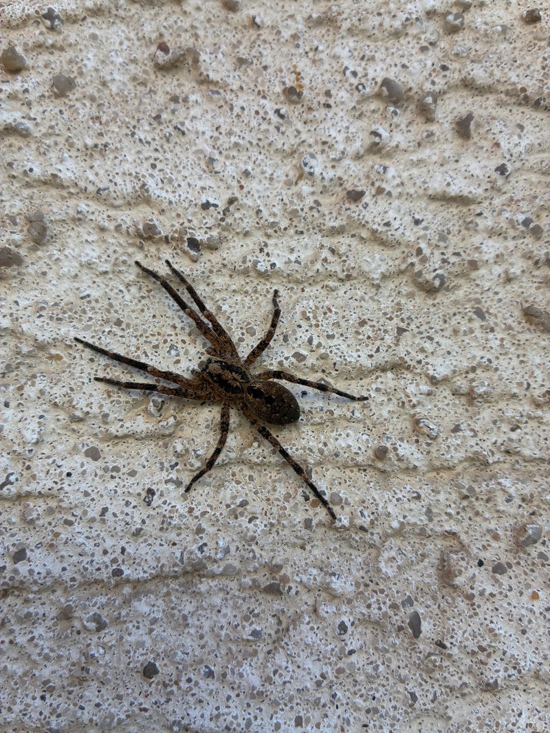 Eine Nosferatu-Spinne sitzt mit ausgestreckten Beinen auf einer rauen, hellen Wandfläche.