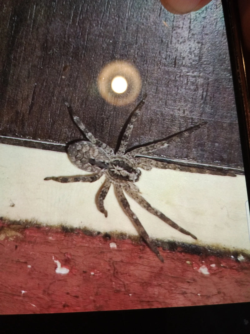 Nosferatu-Spinne — Bild 2