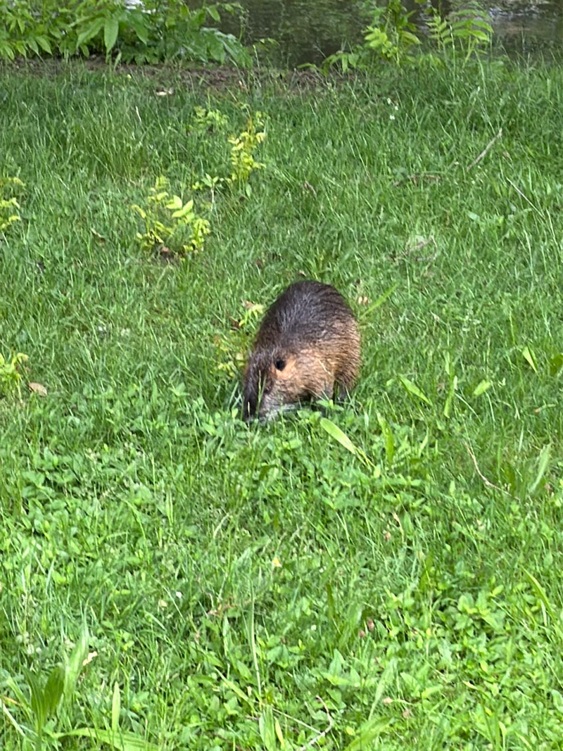 Nutria — Bild 2
