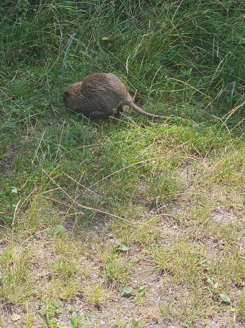 Nutria — Bild 5