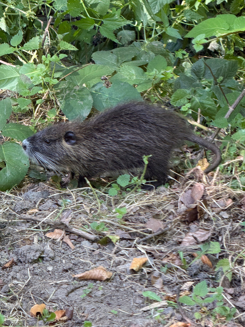 Nutria — Bild 4