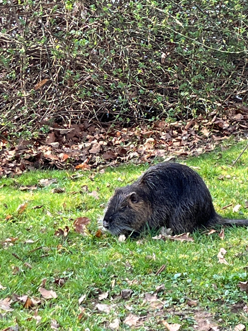 Nutria — Bild 1