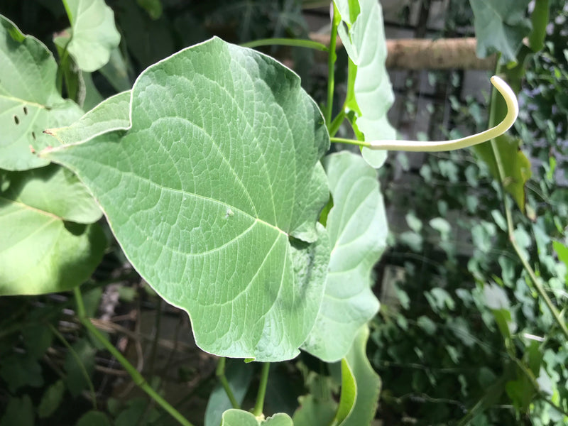 Ohrenpfeffer — Bild 4 von 4