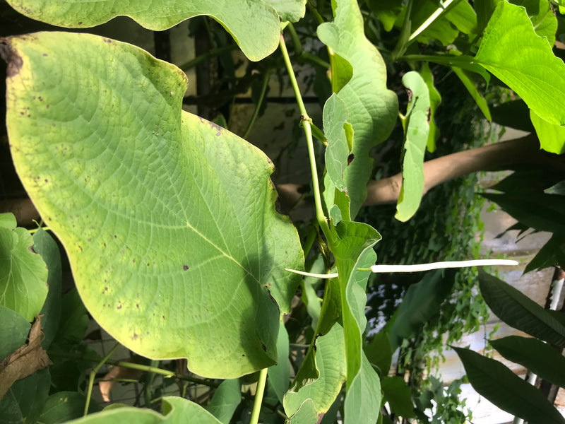 Ohrenpfeffer — Bild 3 von 4
