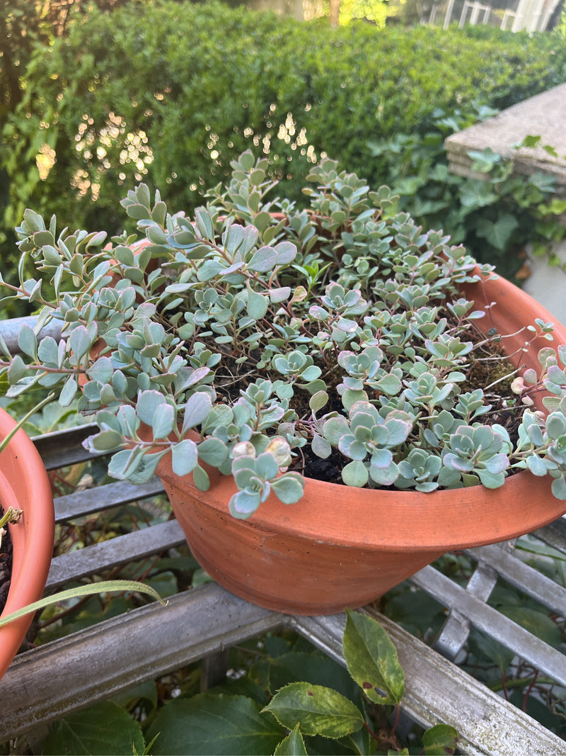 Oktober-Fetthenne — Bild 2