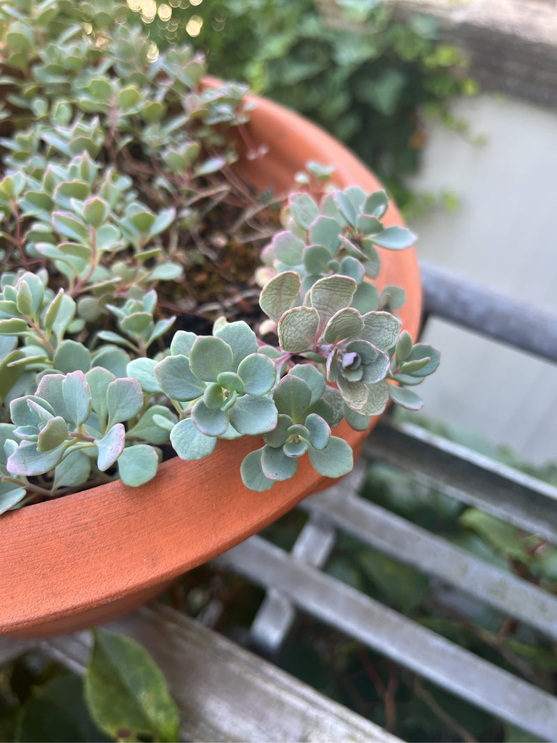 Oktober-Fetthenne — Bild 5