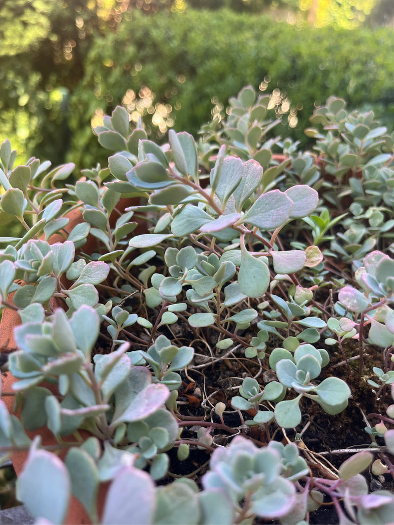 Oktober-Fetthenne — Bild 3