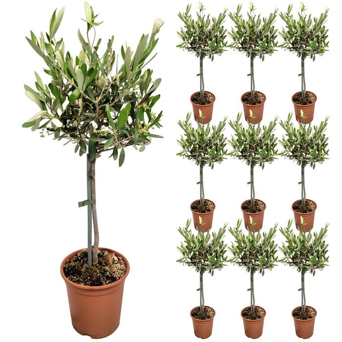 Tige d'Olea Europaea - Ø15cm - ↕55cm