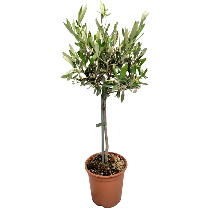 Tige d'Olea Europaea - Ø15cm - ↕55cm