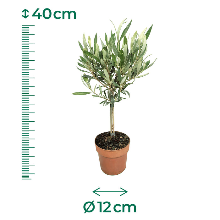 Olivenbaum 'Olea Europaea Stem' - Ø12cm - ↕40cm