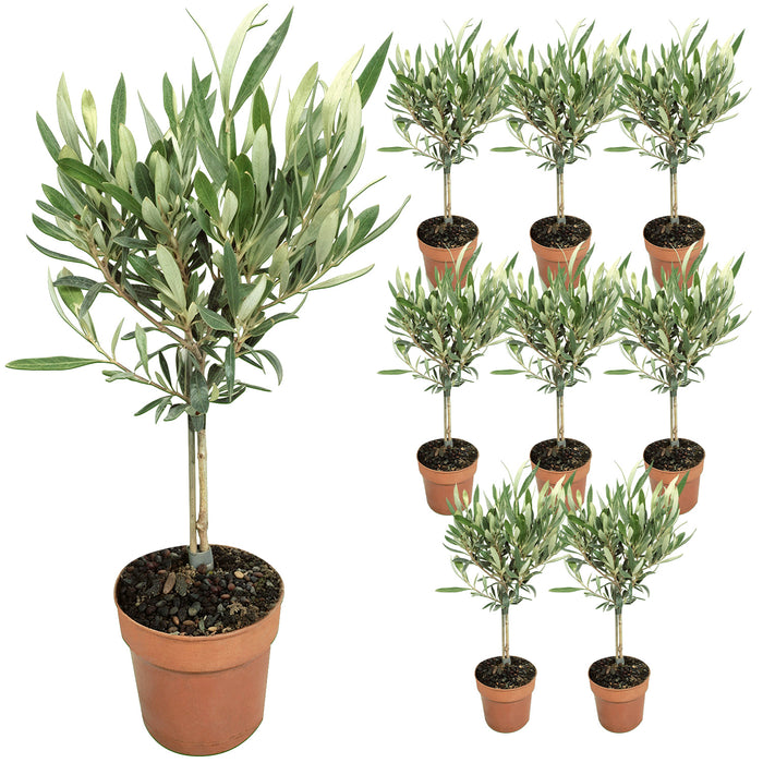 Olivenbaum 'Olea Europaea Stem' - Ø12cm - ↕40cm