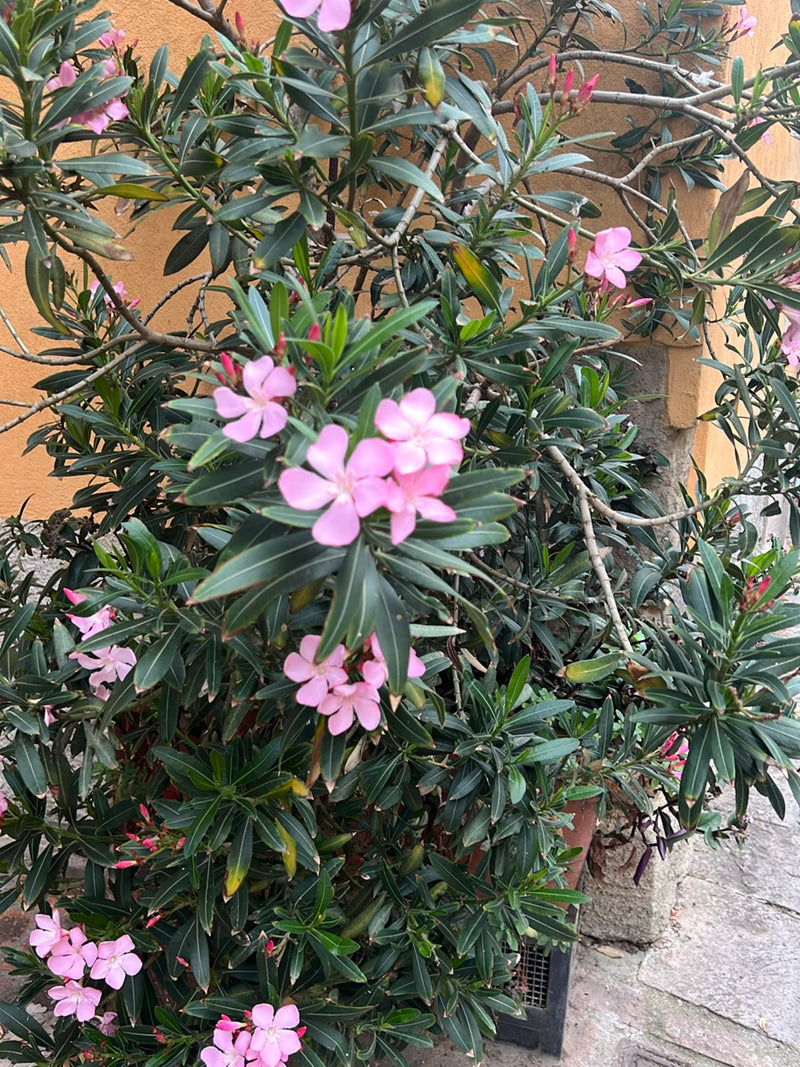 Oleander — Bild 2