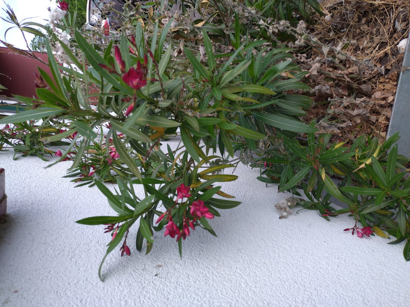 Oleander — Bild 3