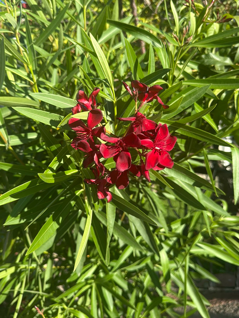 Oleander — Bild 5