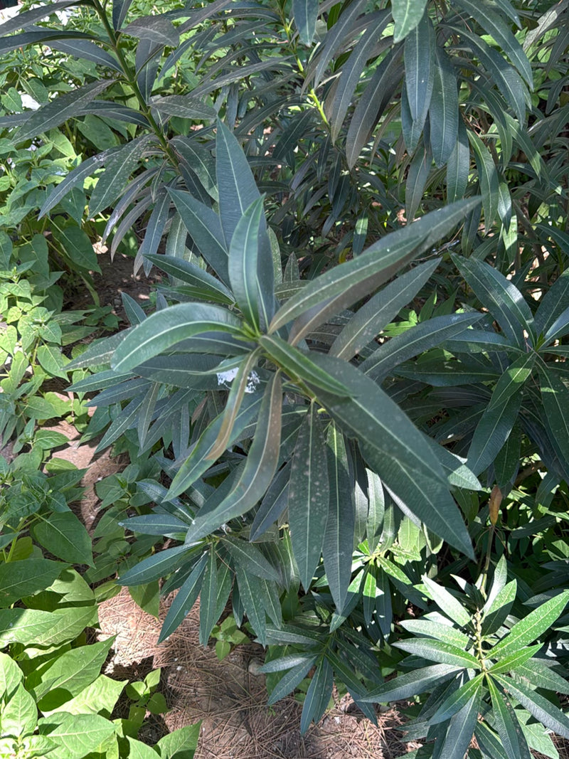 Oleander — Bild 3