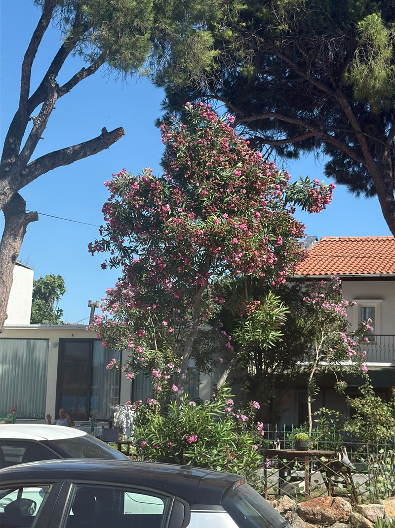 Oleander — Bild 1