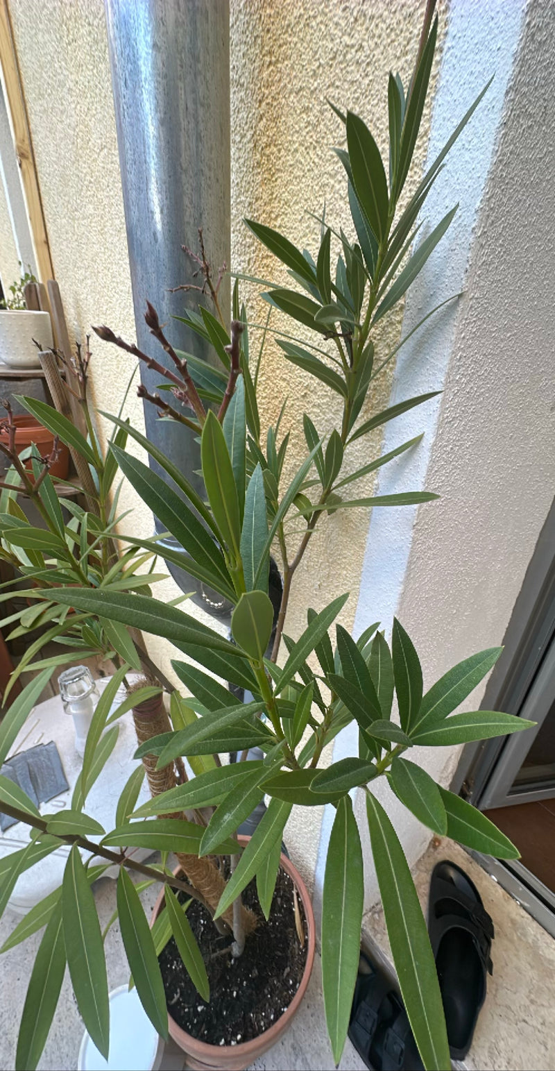 Oleander — Bild 4