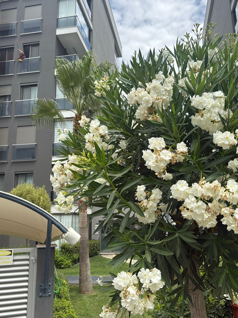 Oleander — Bild 2