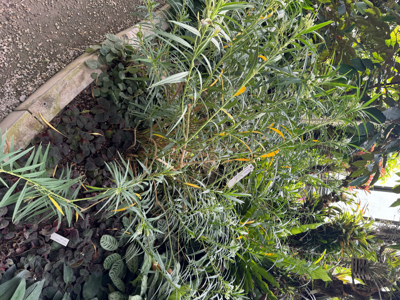 Oleander — Bild 1 von 29