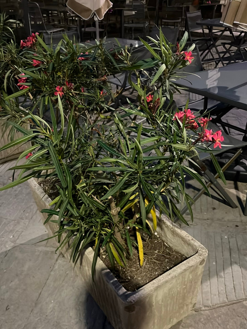 Oleander — Bild 3