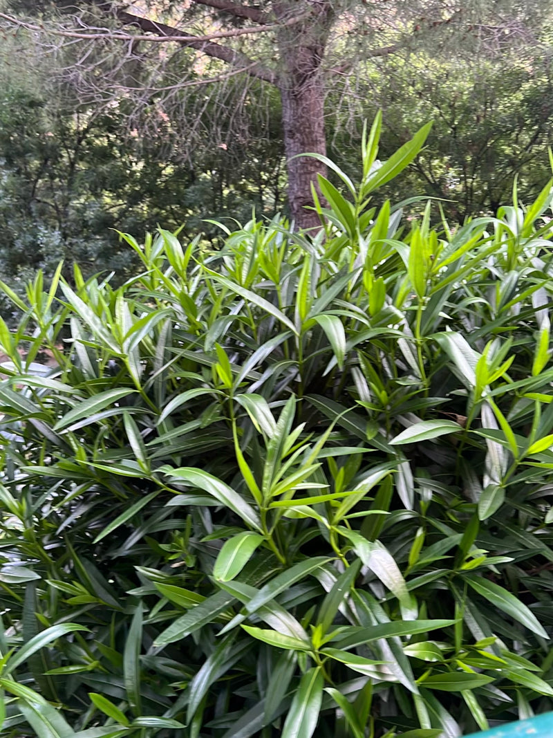 Oleander — Bild 1