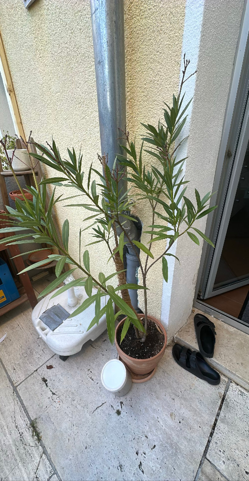 Oleander — Bild 5