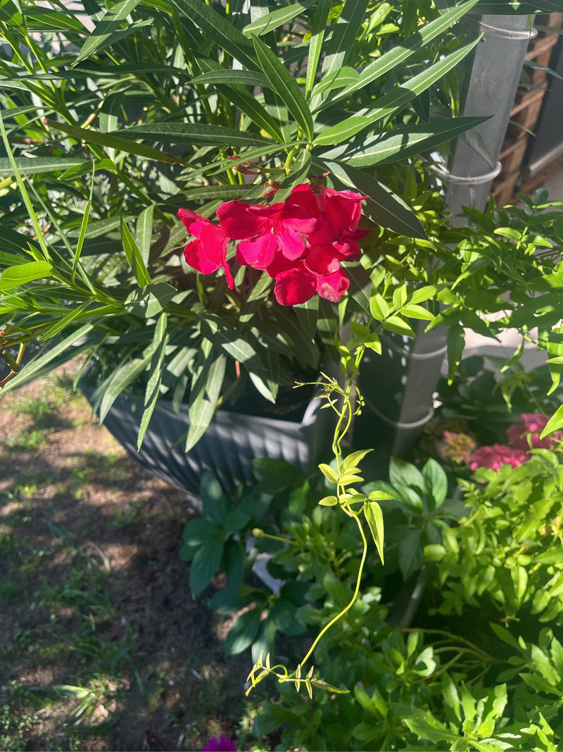 Oleander — Bild 1