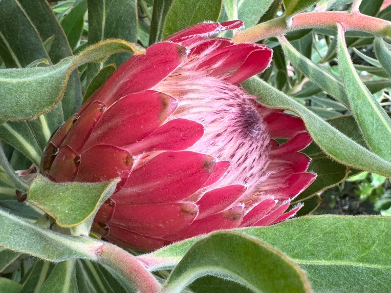 Oleander-Protea — Bild 1 von 2