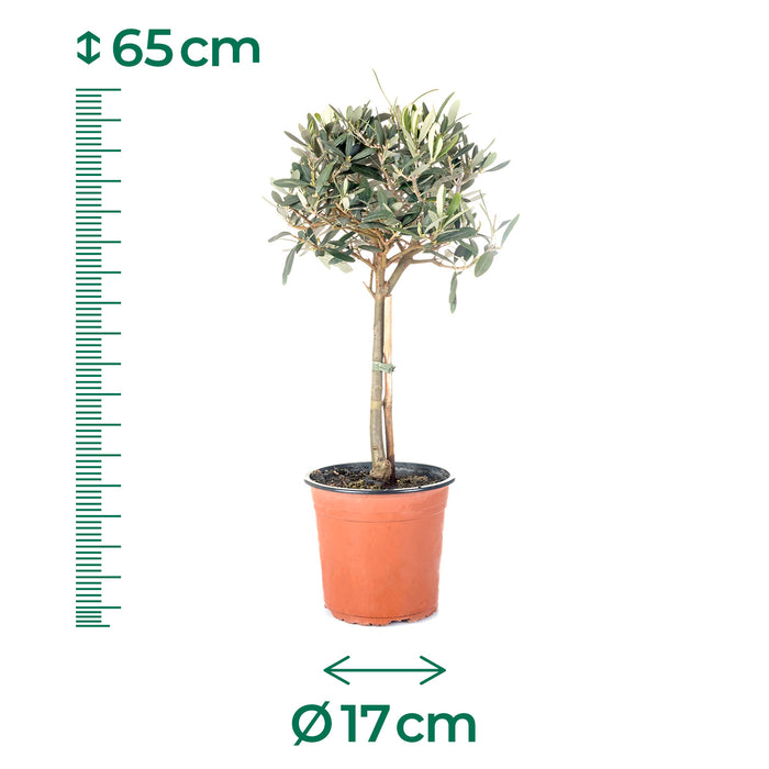 Olivenbaum 'Olea Europaea Stem' - Ø17cm - ↕65cm