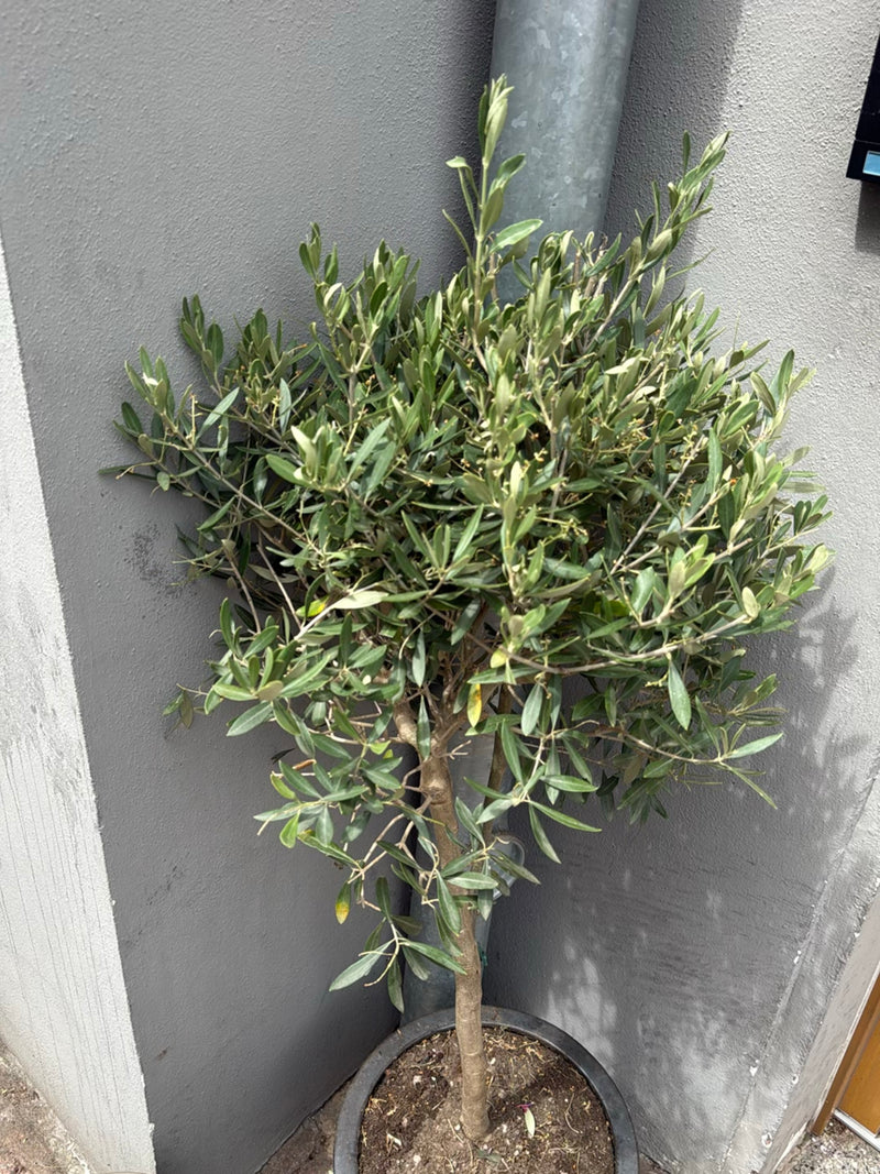 Olivenbaum — Bild 3