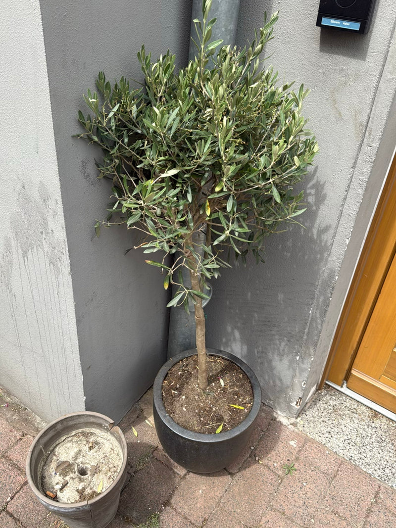 Olivenbaum — Bild 2