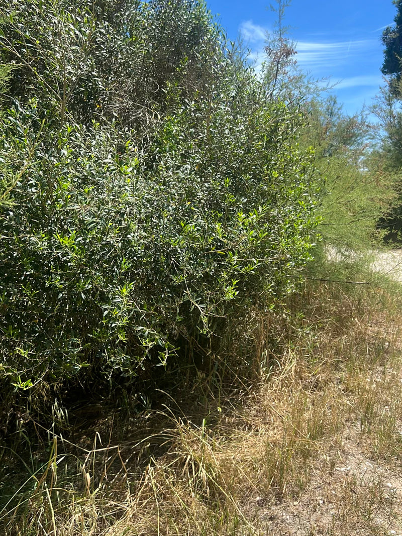 Olivenbaum — Bild 2