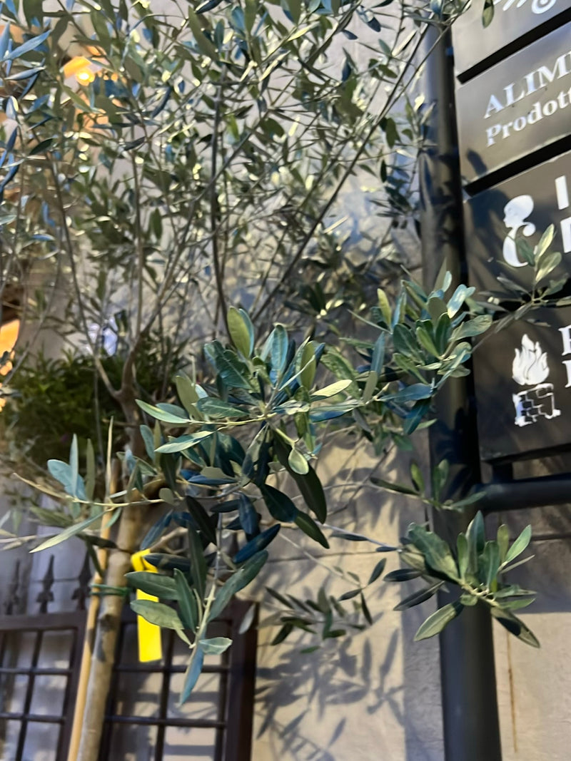 Olivenbaum — Bild 5
