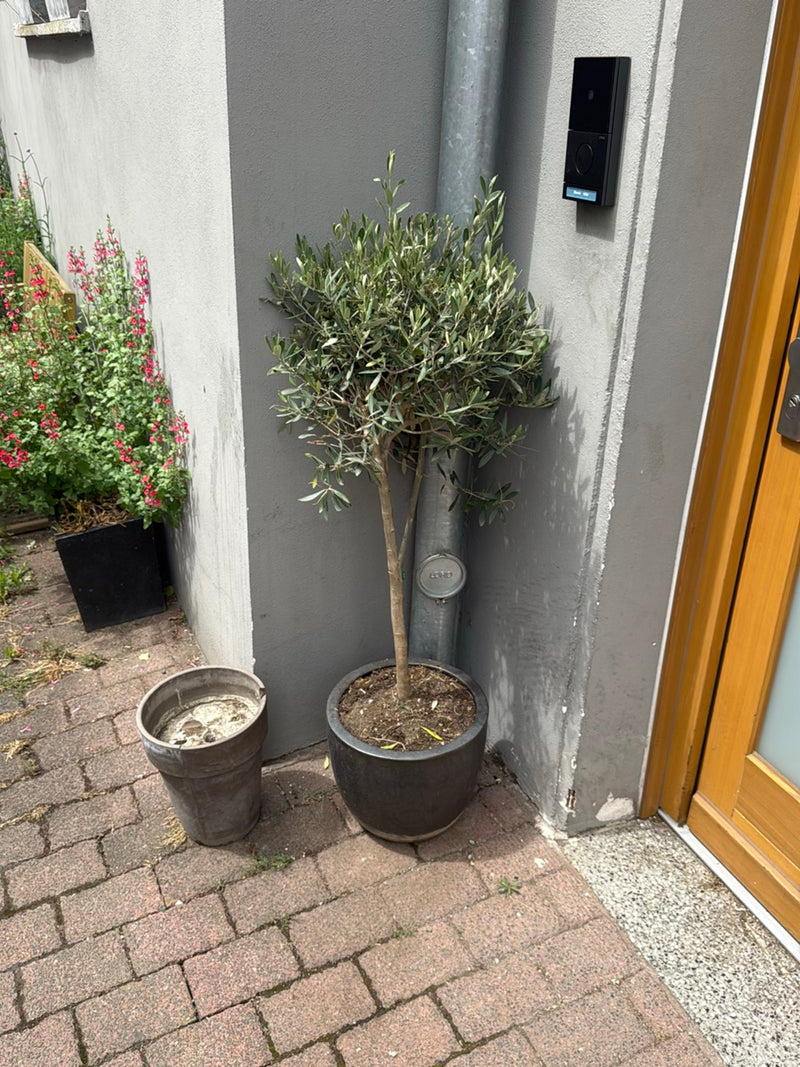 Olivenbaum — Bild 4