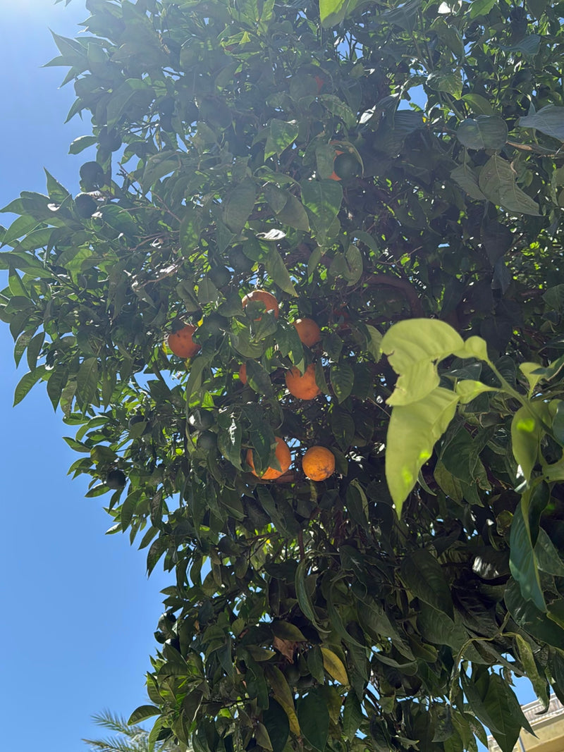 Orangenbaum — Bild 3