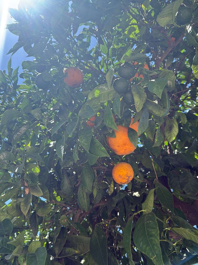 Orangenbaum — Bild 4