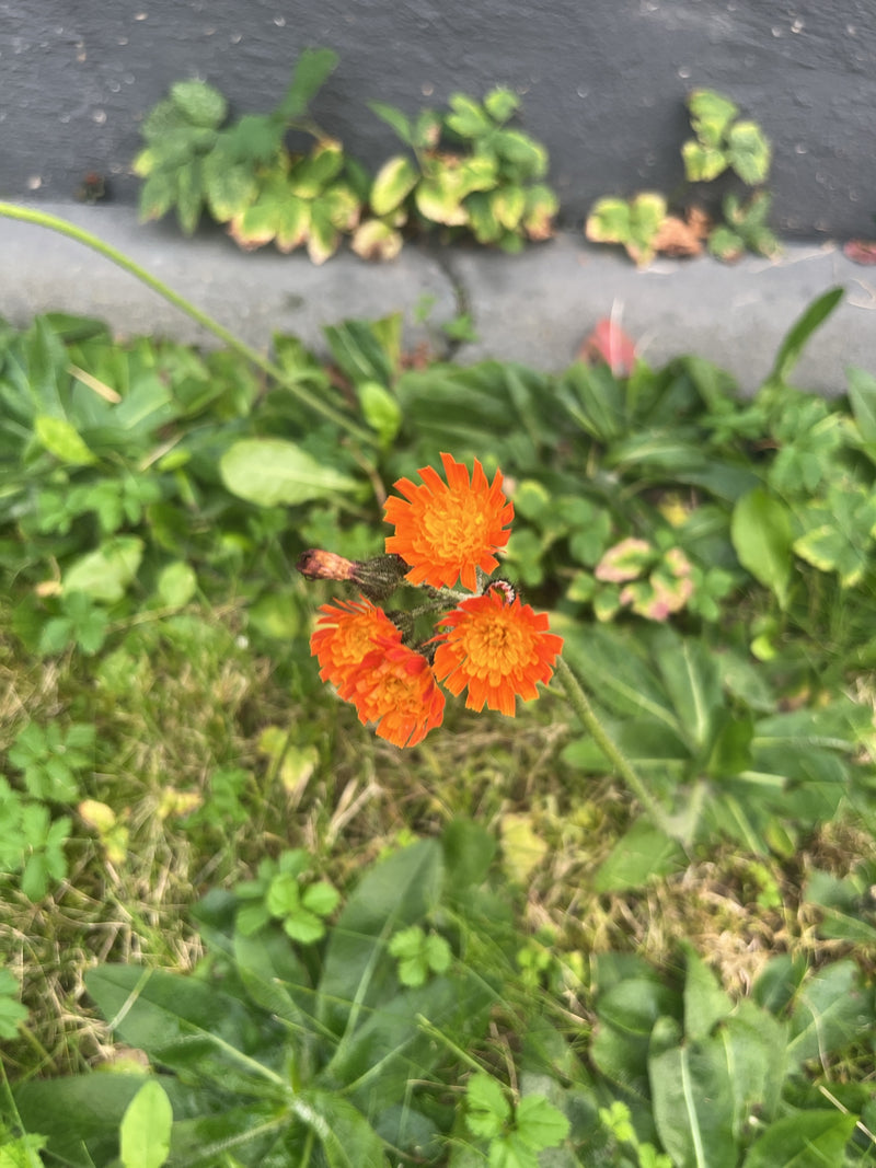 Drei geöffnete, orangerote Blütenköpfchen eines Orangeroten Habichtskrauts auf einer Wiese an einer Kante.